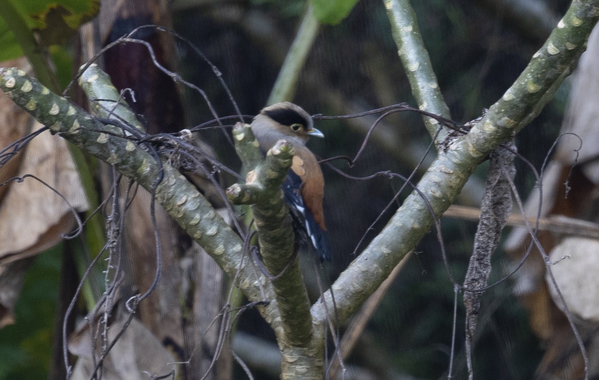 Silver-breasted Broadbill - ML530758071