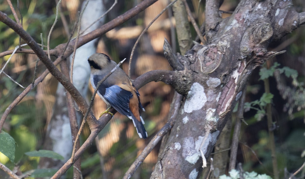 Silver-breasted Broadbill - ML530758081