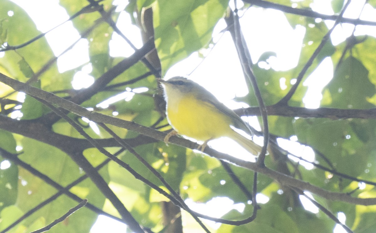 Yellow-bellied Warbler - ML530758111