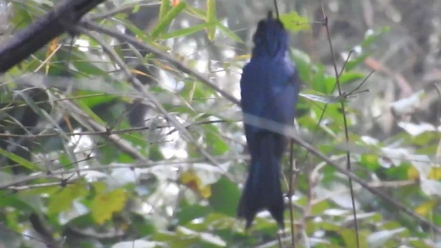 Greater Racket-tailed Drongo - ML530758351