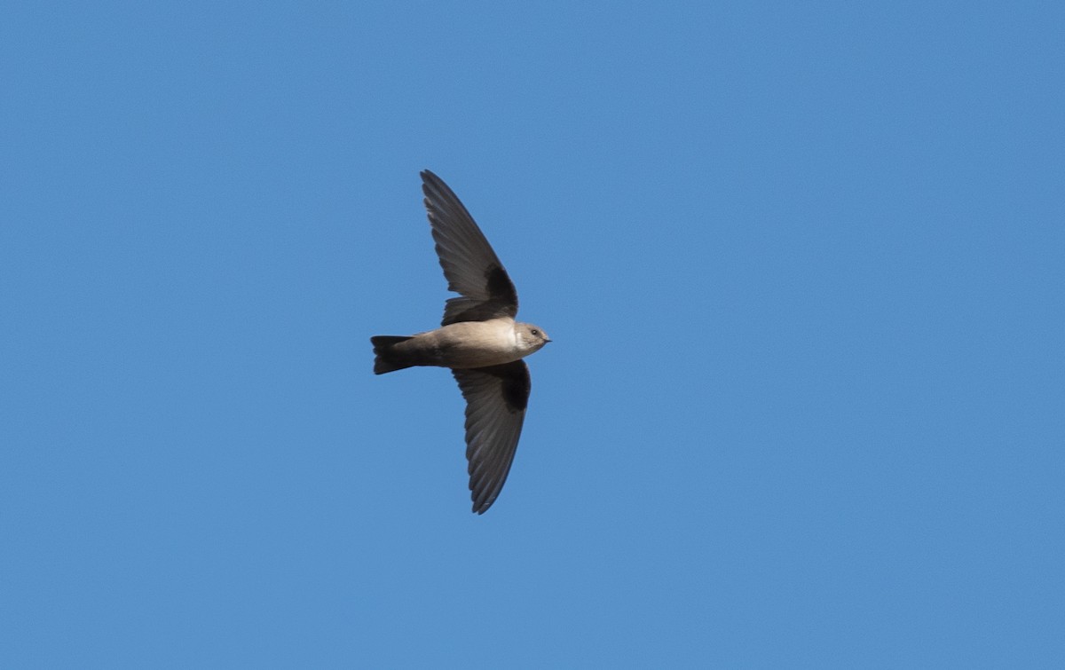 Himalayan Swiftlet - ely what