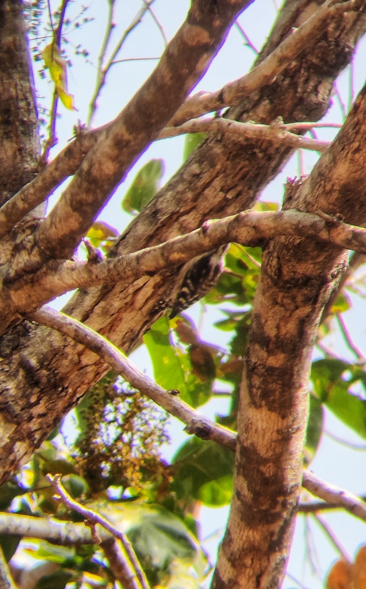 Brown-capped Pygmy Woodpecker - ML530758931