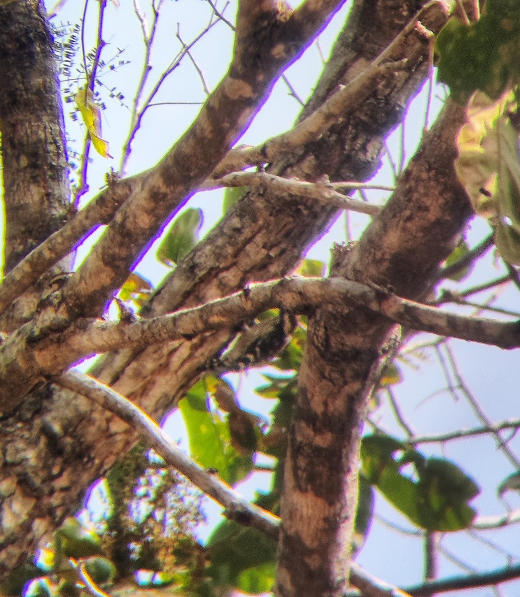 Brown-capped Pygmy Woodpecker - ML530758941