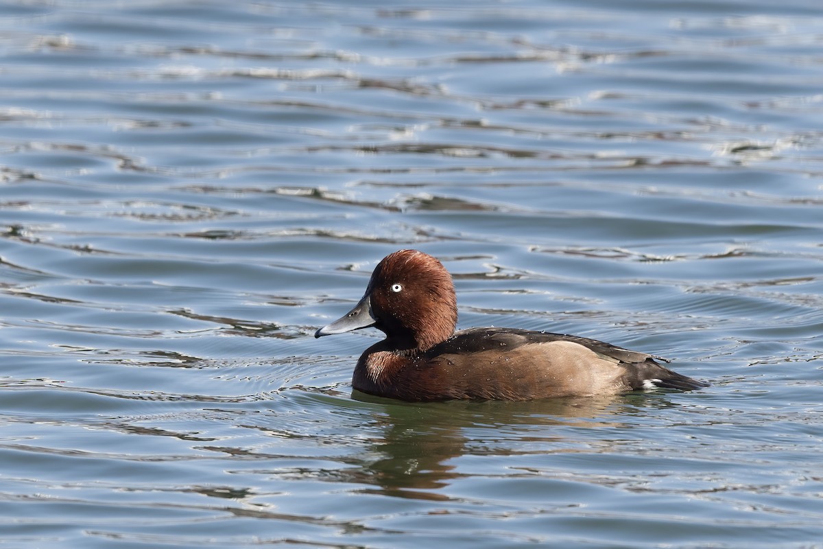 Ferruginous Duck - ML530759201