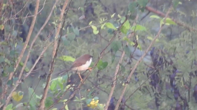 Yellow-eyed Babbler - ML530759981