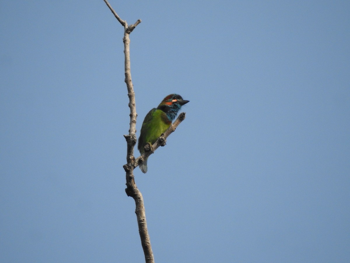 Blue-eared Barbet - ML530760271