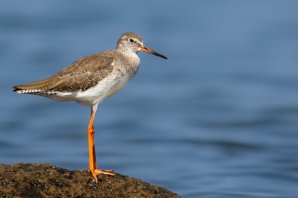 Common Redshank - ML530760311