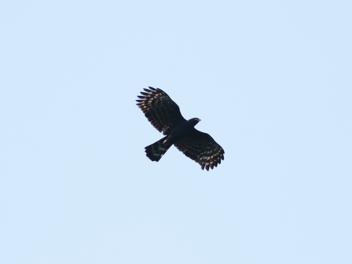 Black Hawk-Eagle - Alex Mesquita