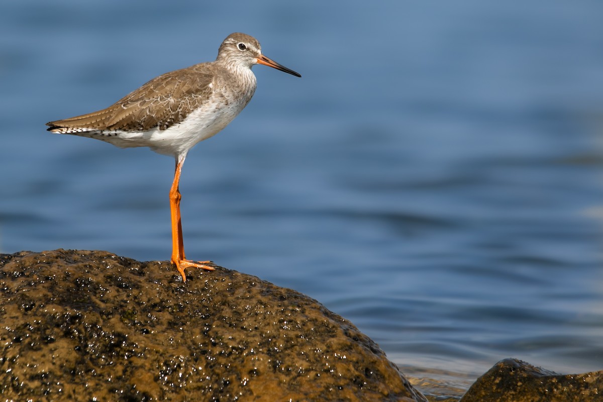 Common Redshank - ML530760551