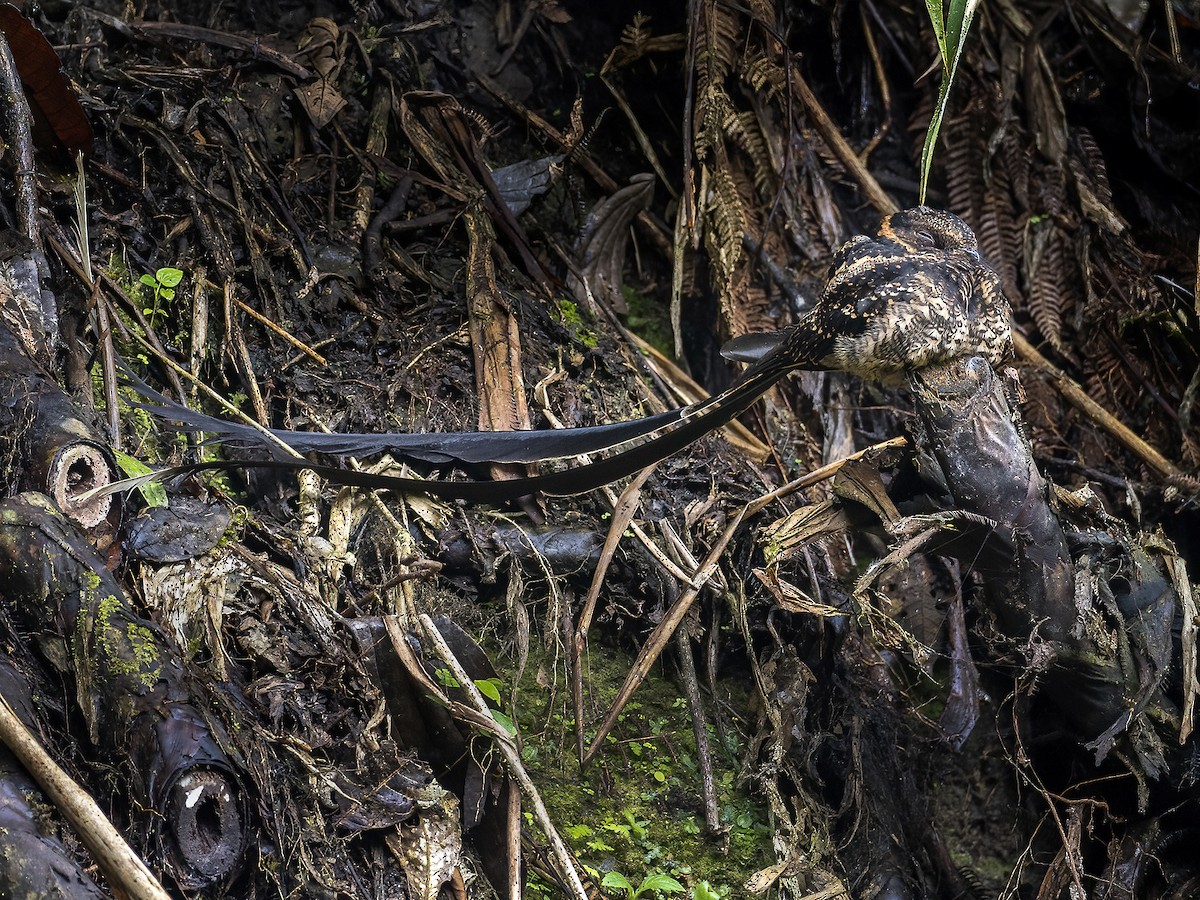 Lyre-tailed Nightjar - Andres Vasquez Noboa