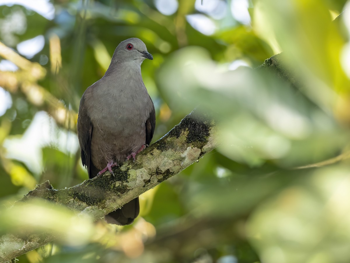 Dusky Pigeon - ML530761481
