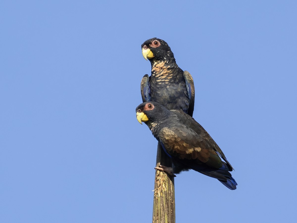 Bronze-winged Parrot - Andres Vasquez Noboa