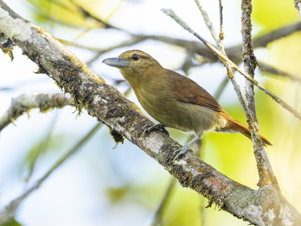 Russet Antshrike - ML530761611