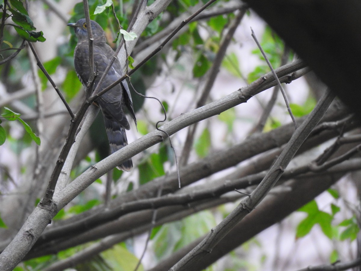 Common Hawk-Cuckoo - ML530762161