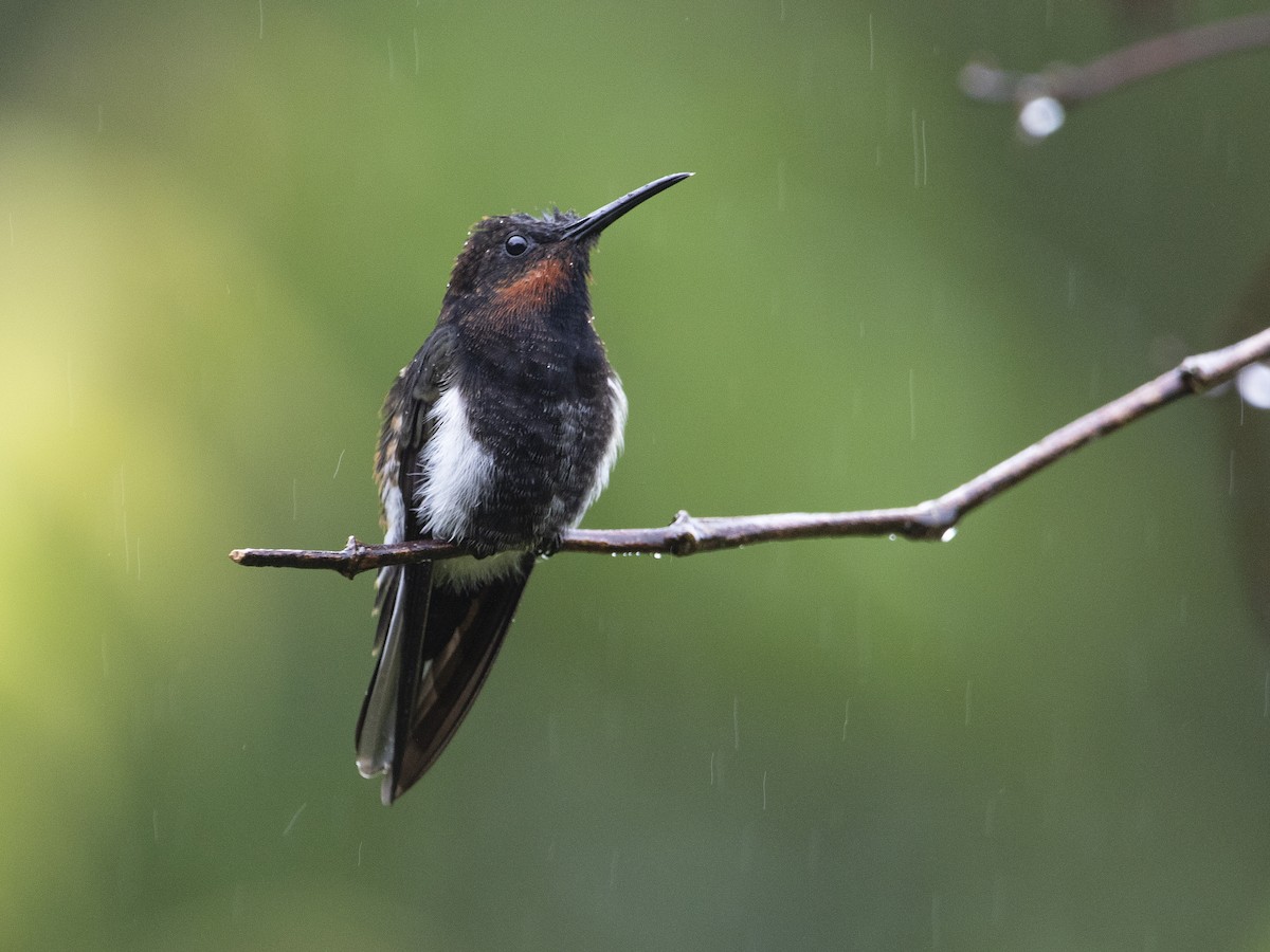 Black Jacobin - ML530762861