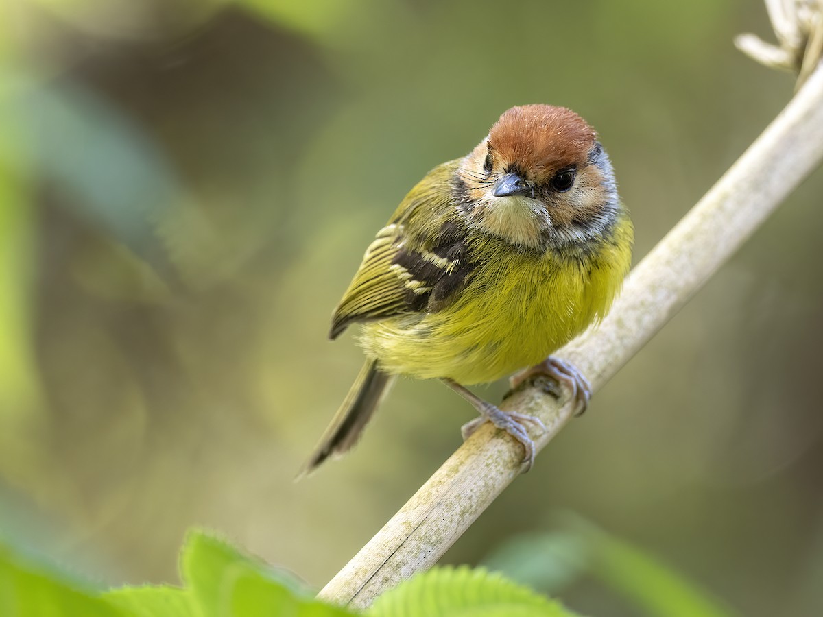 Rufous-crowned Tody-Flycatcher - ML530763041