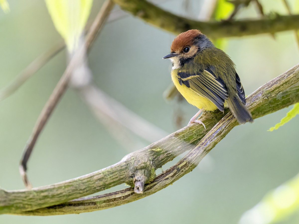 Rufous-crowned Tody-Flycatcher - ML530763051