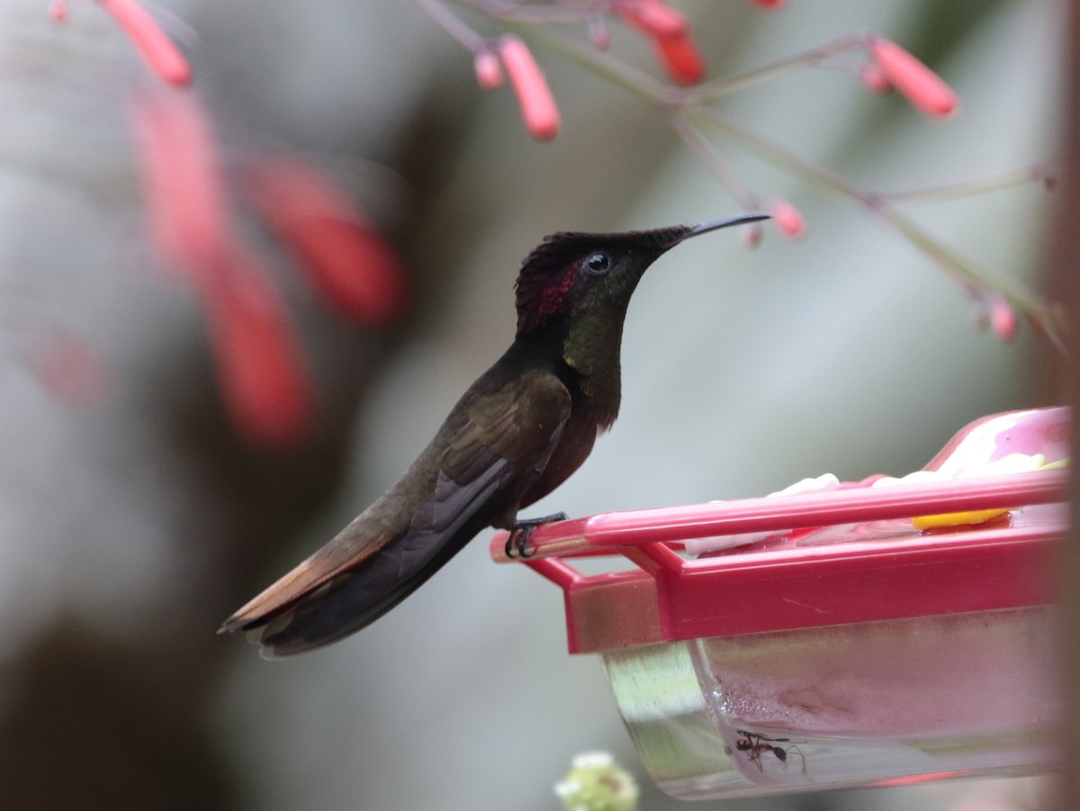 Ruby-topaz Hummingbird - Alex Mesquita