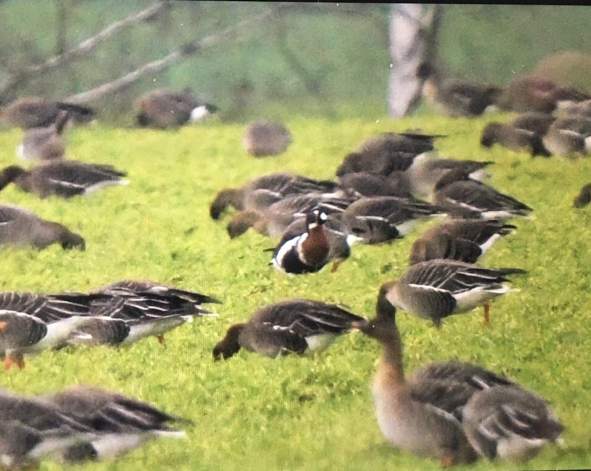 Red-breasted Goose - ML530763301