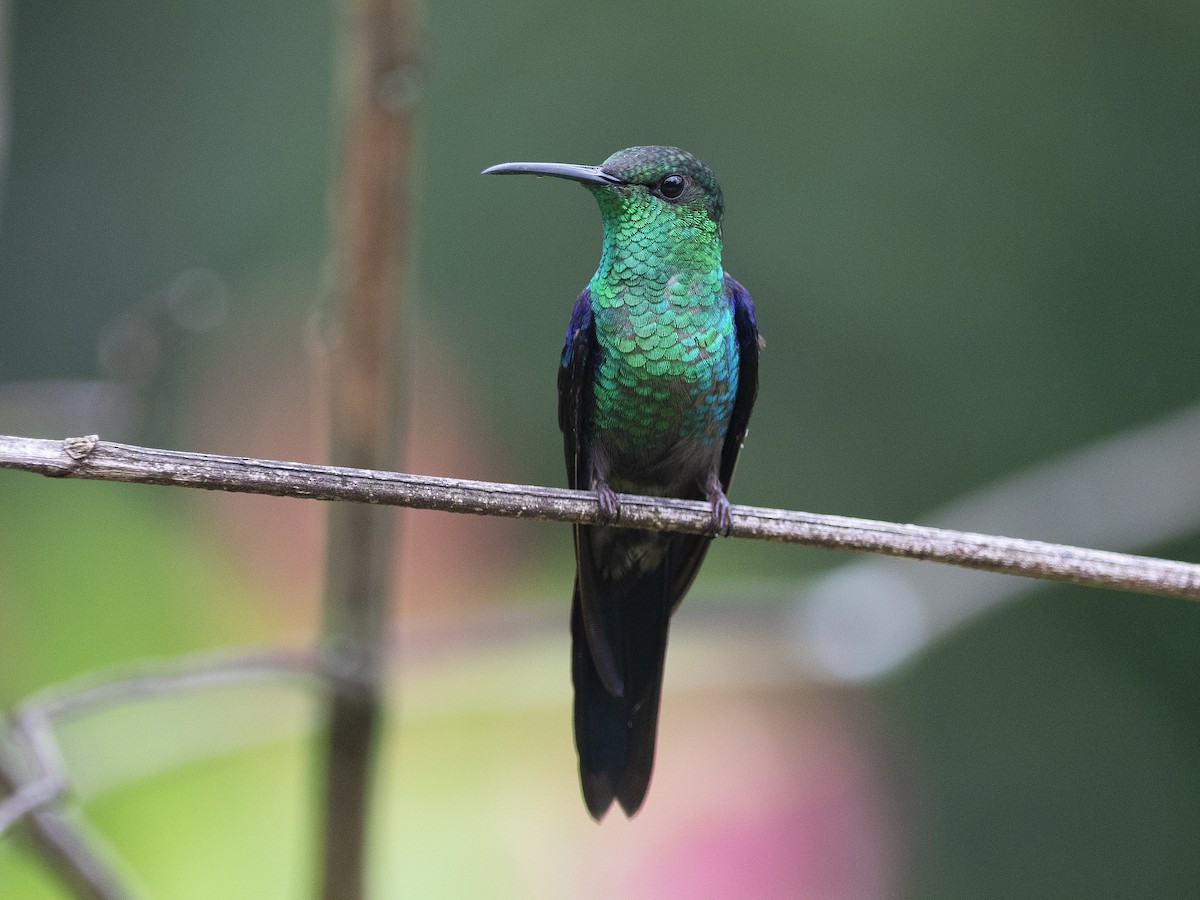 Long-tailed Woodnymph - Alex Mesquita