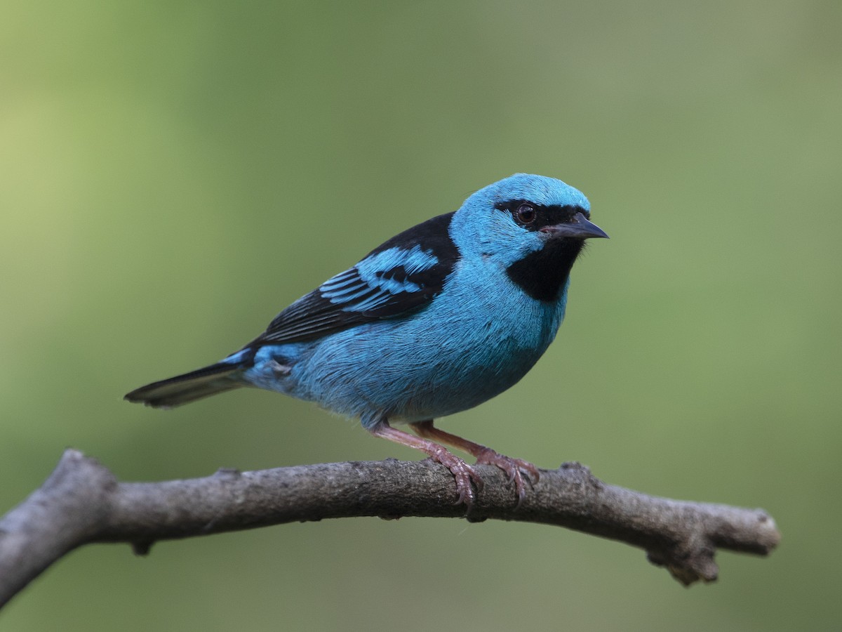 Blue Dacnis - Alex Mesquita