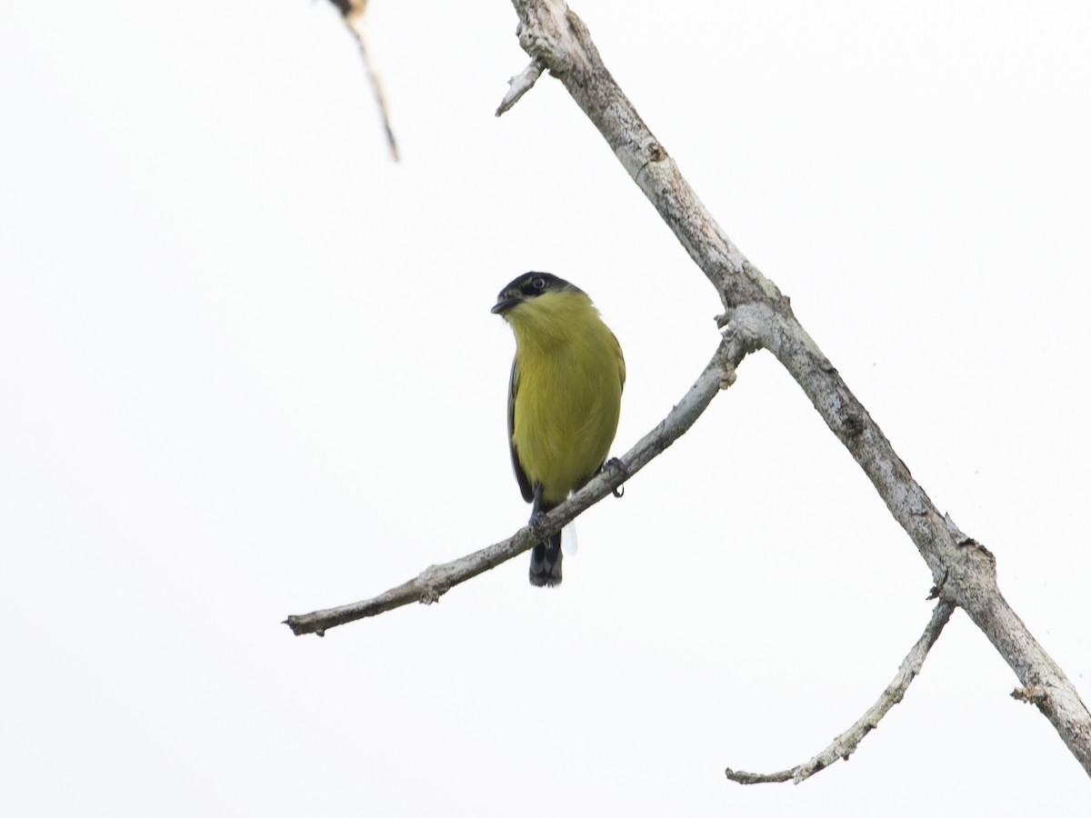 Common Tody-Flycatcher - ML530763541