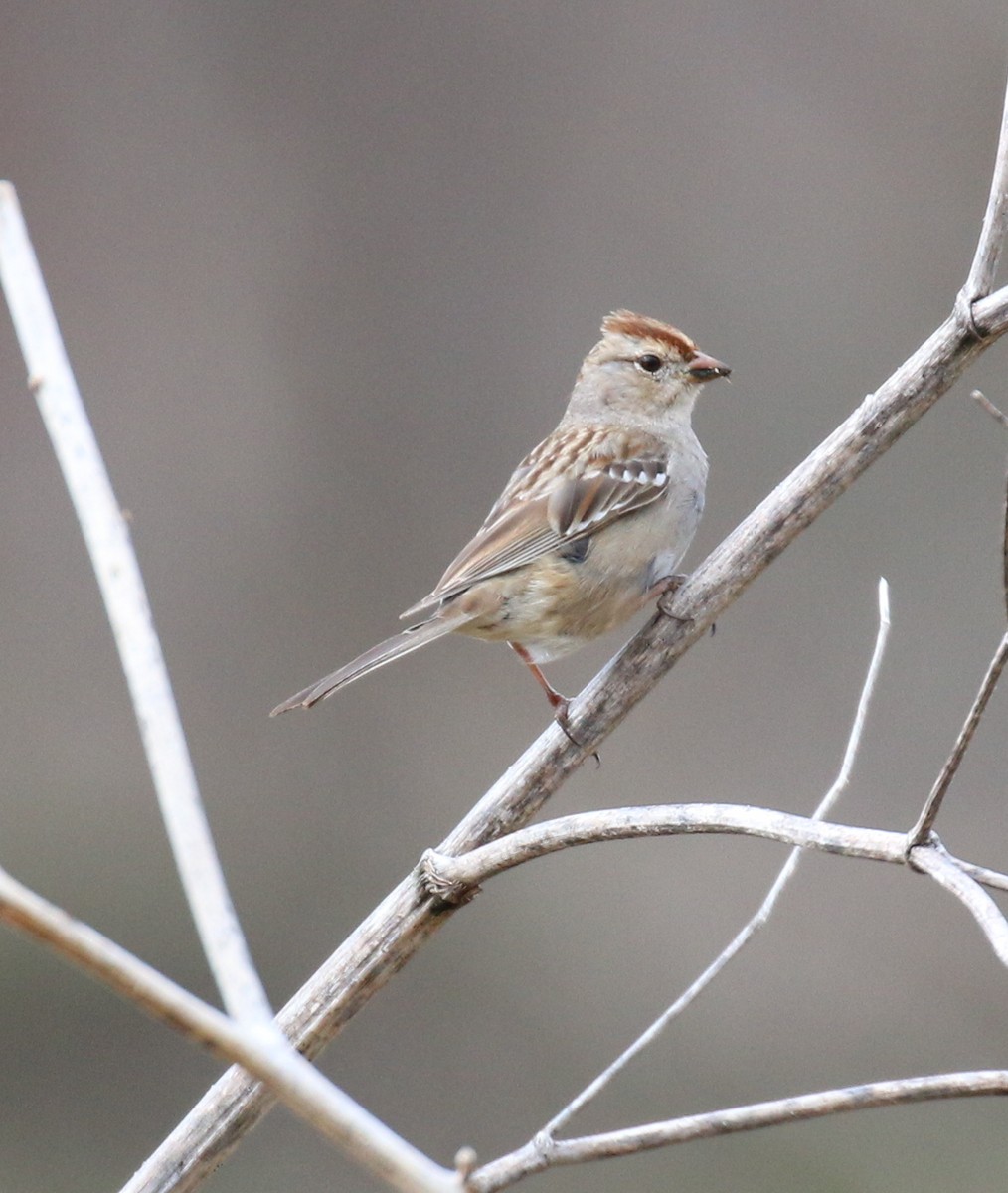 White-crowned Sparrow - ML53076491