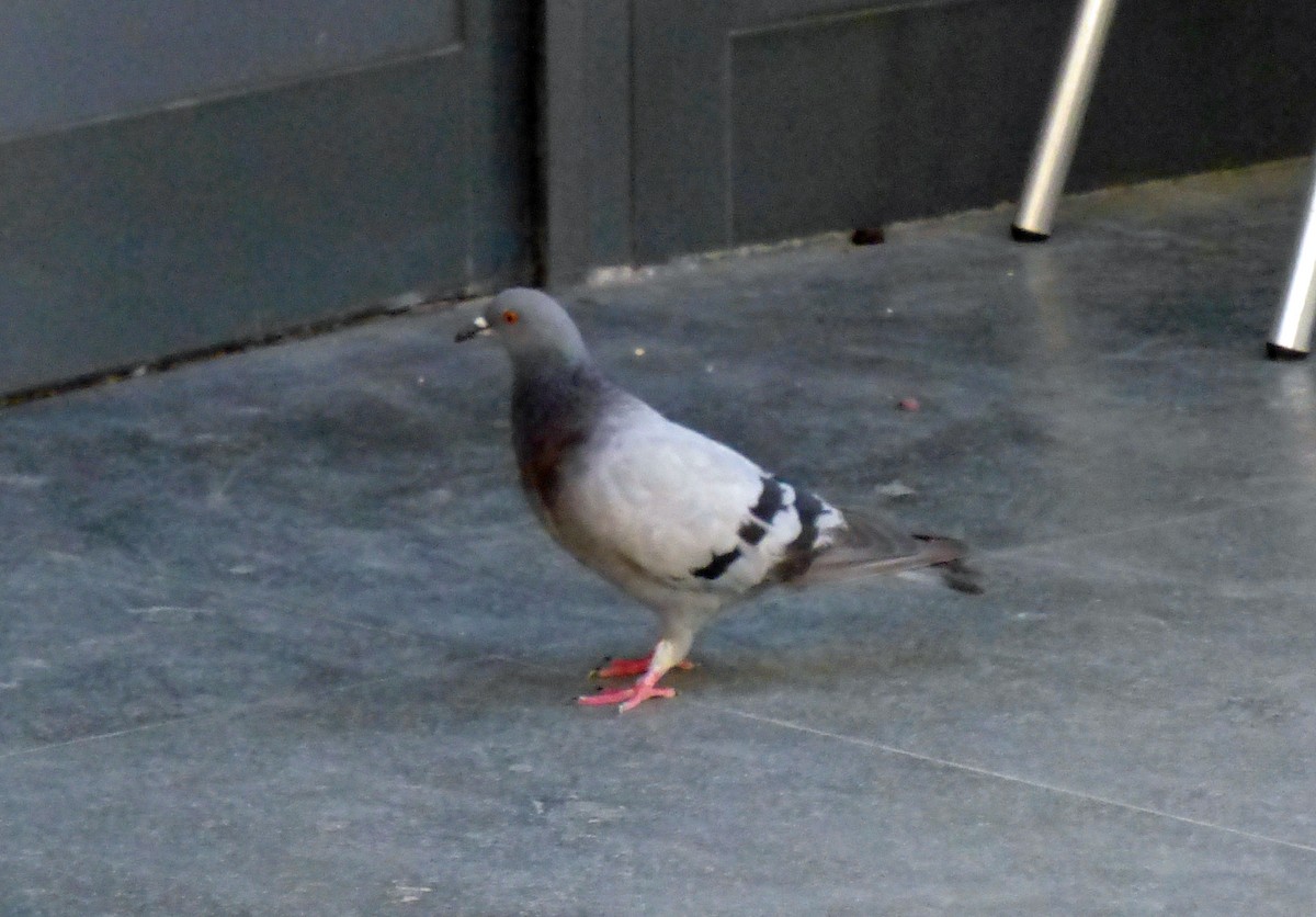 Сизый голубь (Одомашненного типа) - ML530765001