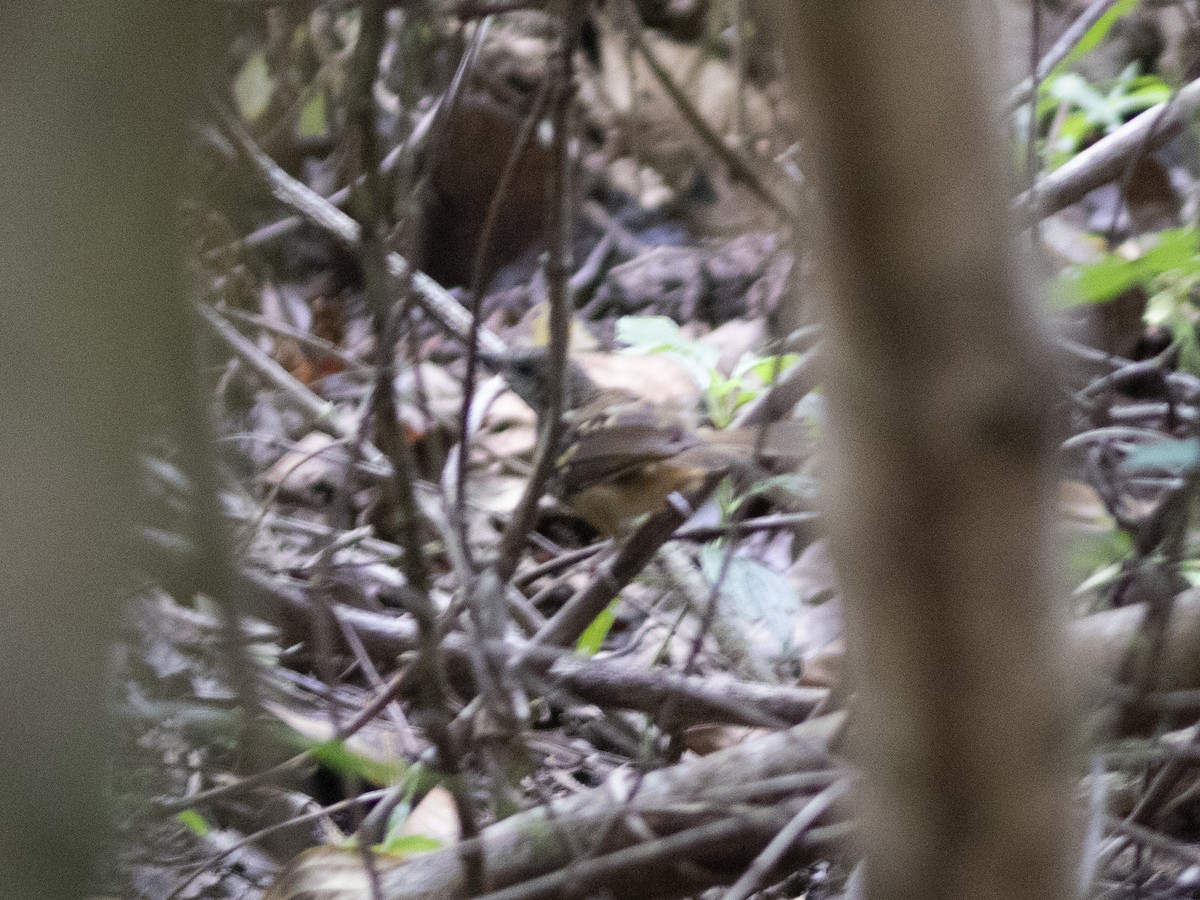 Scalloped Antbird - ML530765051