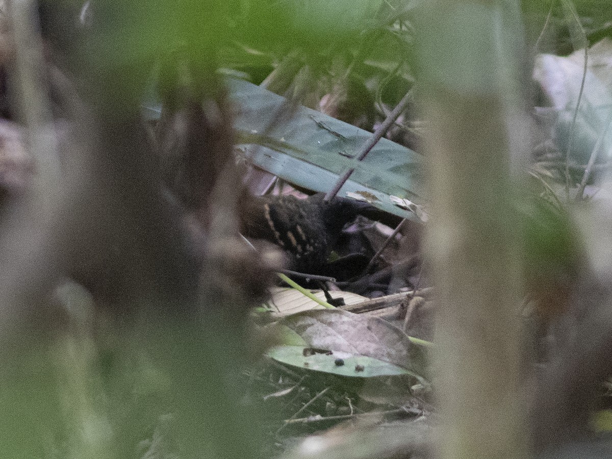 Scalloped Antbird - ML530765061