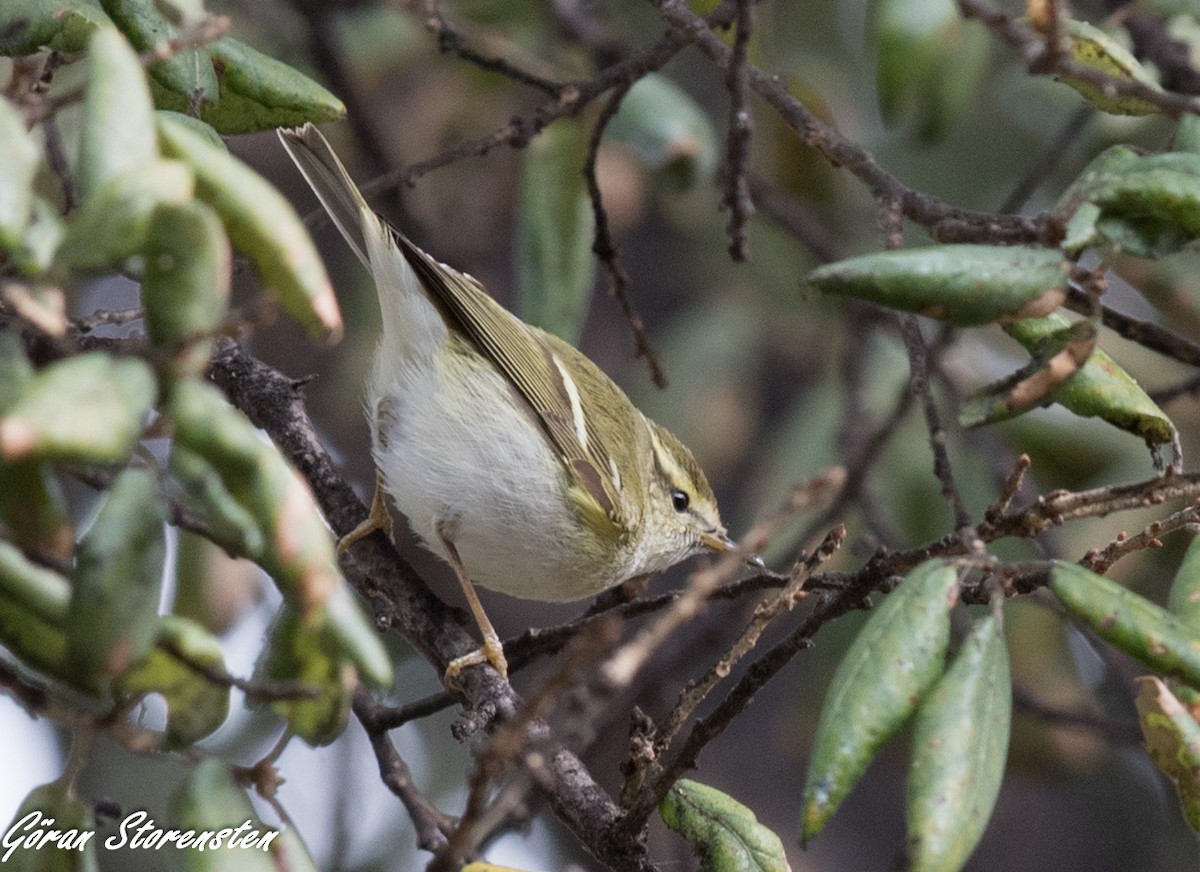 Yellow-browed Warbler - ML530765761