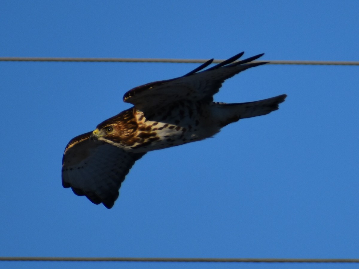 Broad-winged Hawk - Donnie  MacNeil