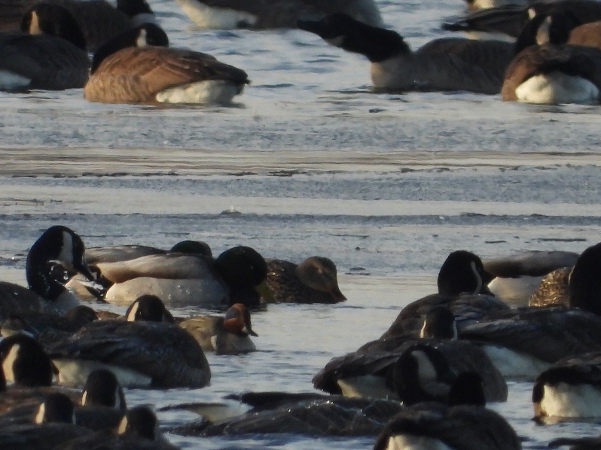 Green-winged Teal - ML530765981