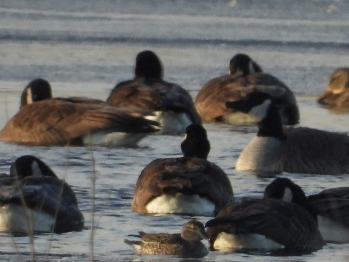 Green-winged Teal - ML530766011