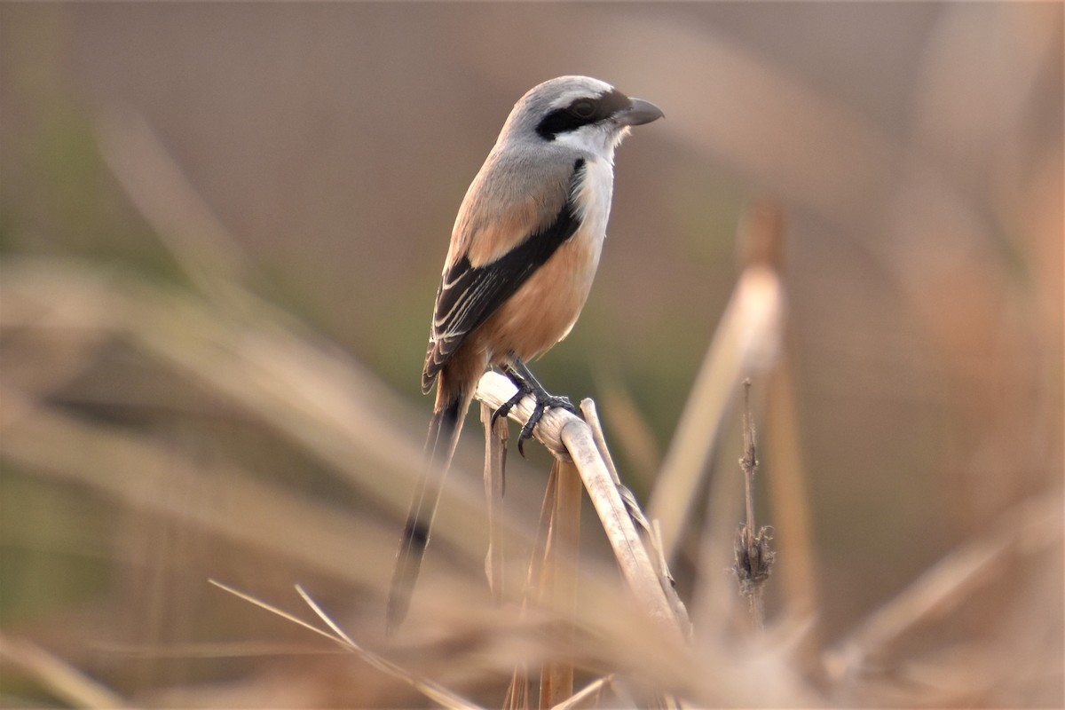 Long-tailed Shrike - ML530768511