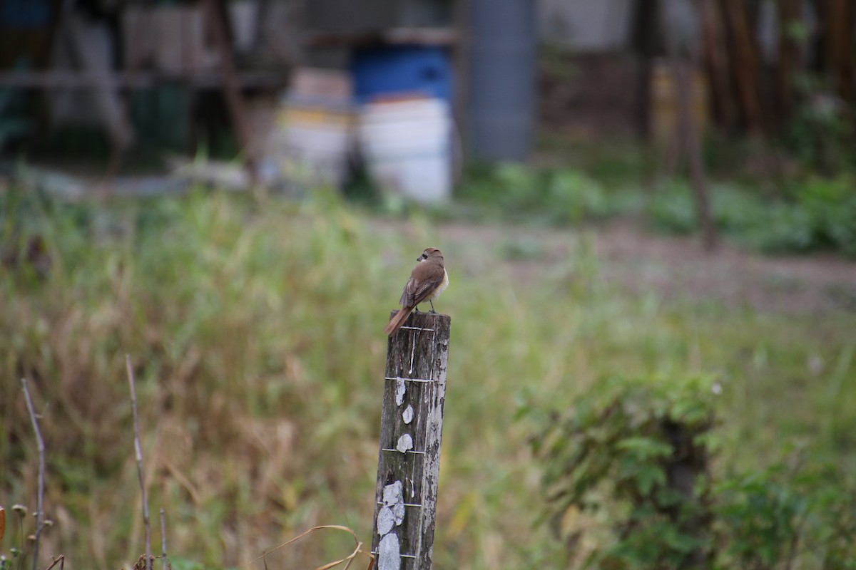 Brown Shrike - ML530770591