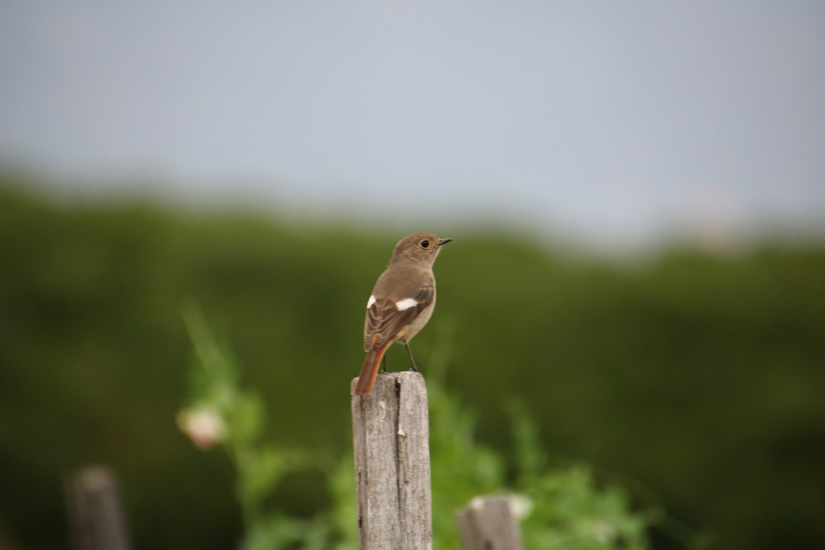 Daurian Redstart - Yu-Xiang Huang