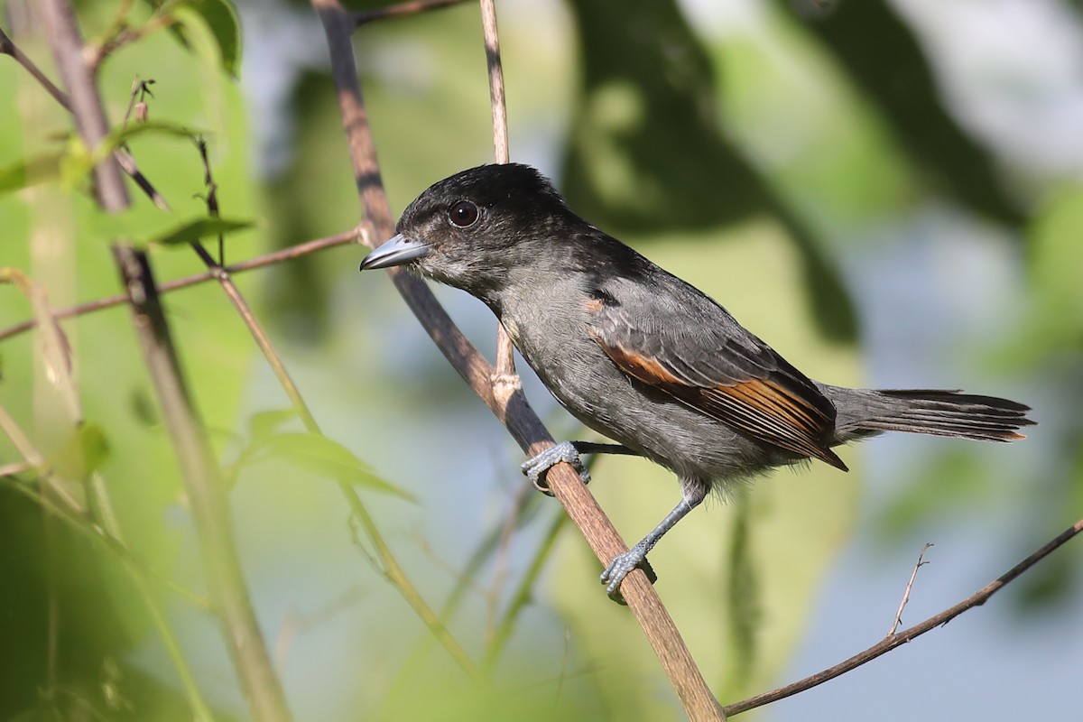 Slaty Becard - Graham Montgomery