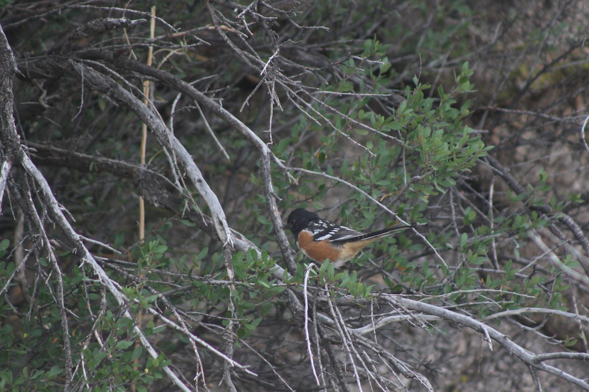 Spotted Towhee - ML530772021