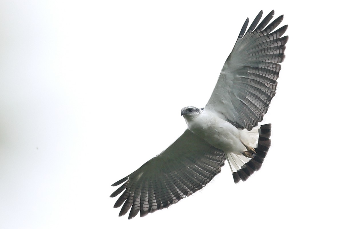 Gray-backed Hawk - Graham Montgomery