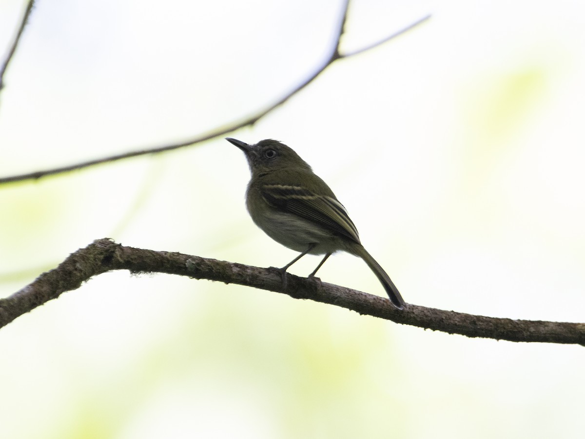 White-bellied Tody-Tyrant - ML530773031