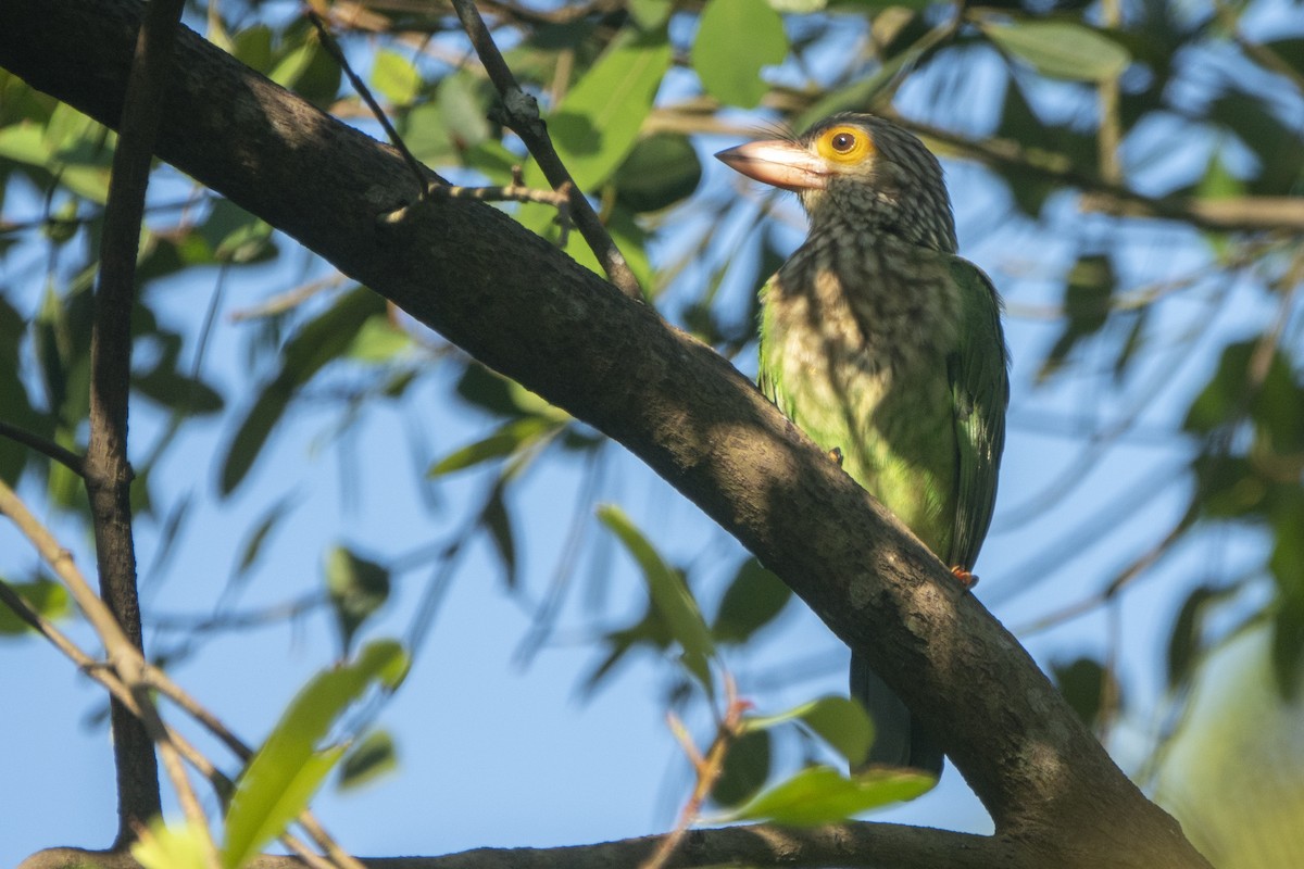 Lineated Barbet - ML530773231