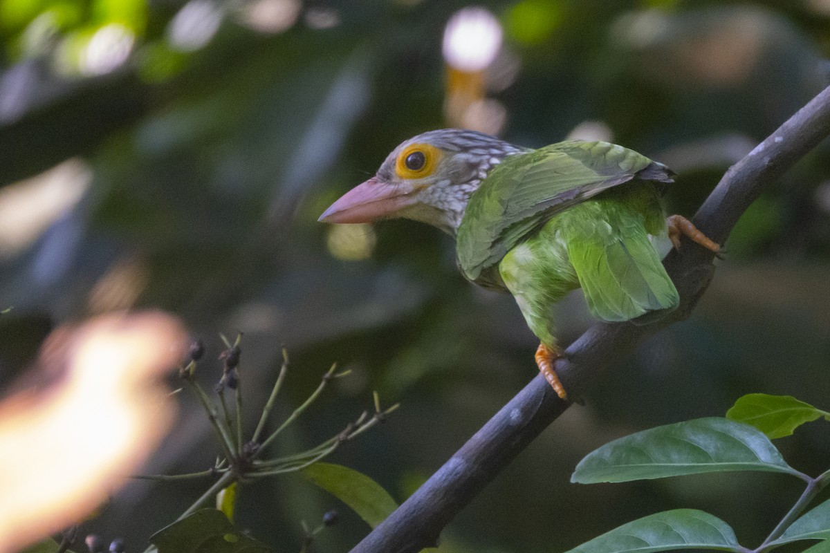 Lineated Barbet - ML530773241