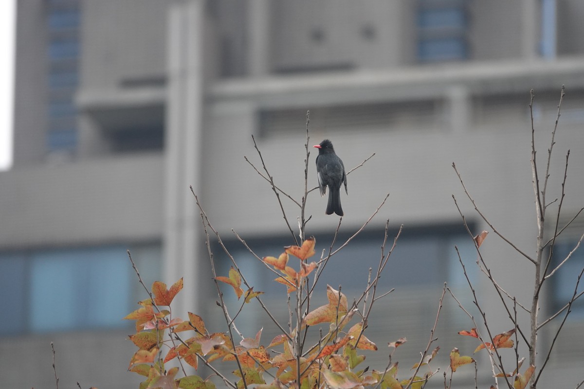 Black Bulbul (Gray-winged) - ML530773561