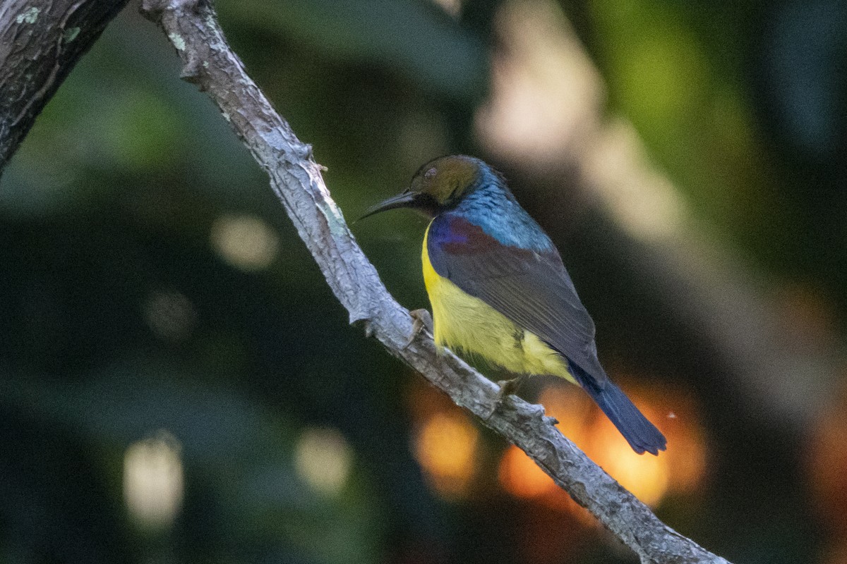 Brown-throated Sunbird - ML530773741