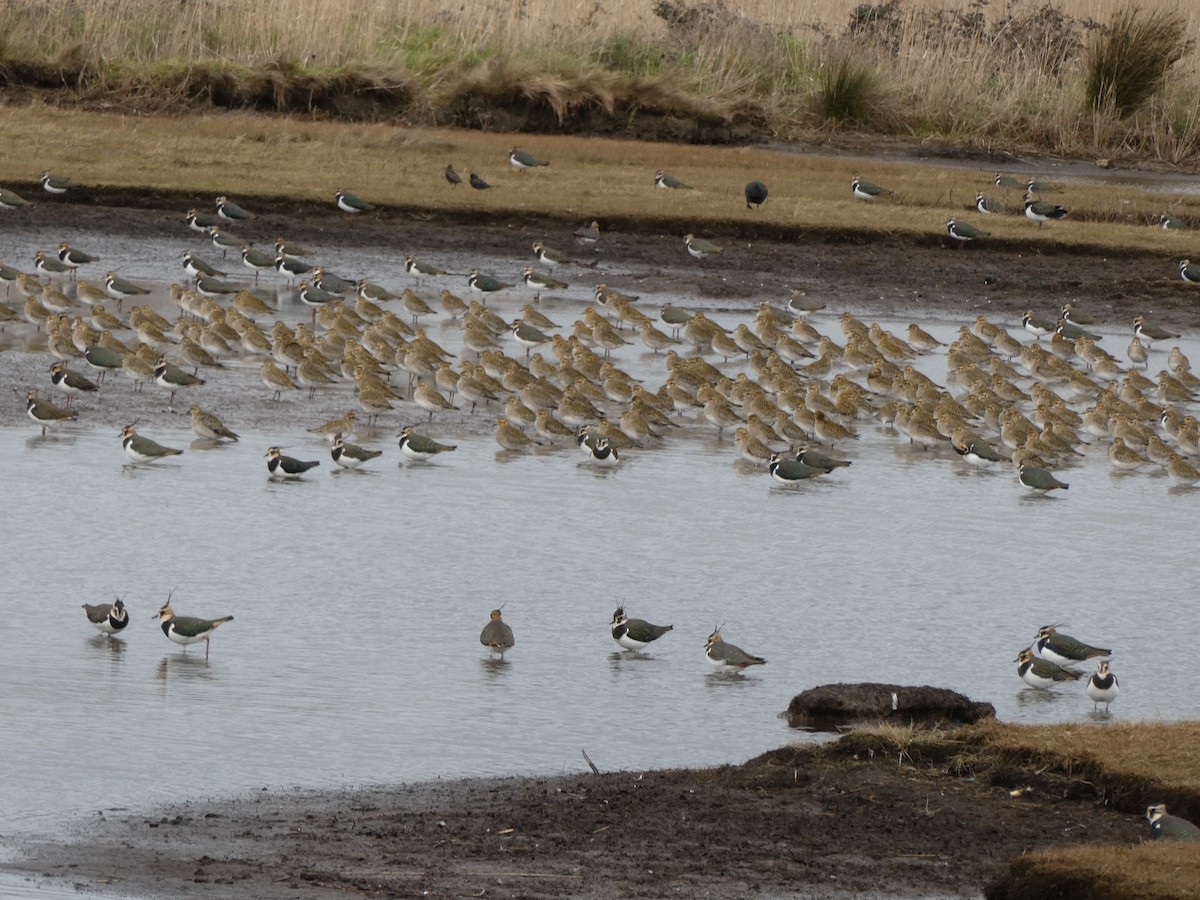 European Golden-Plover - ML530774041