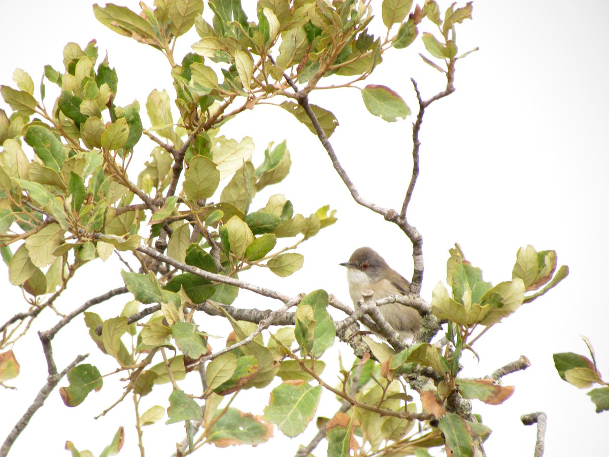 Curruca Cabecinegra - ML530774191