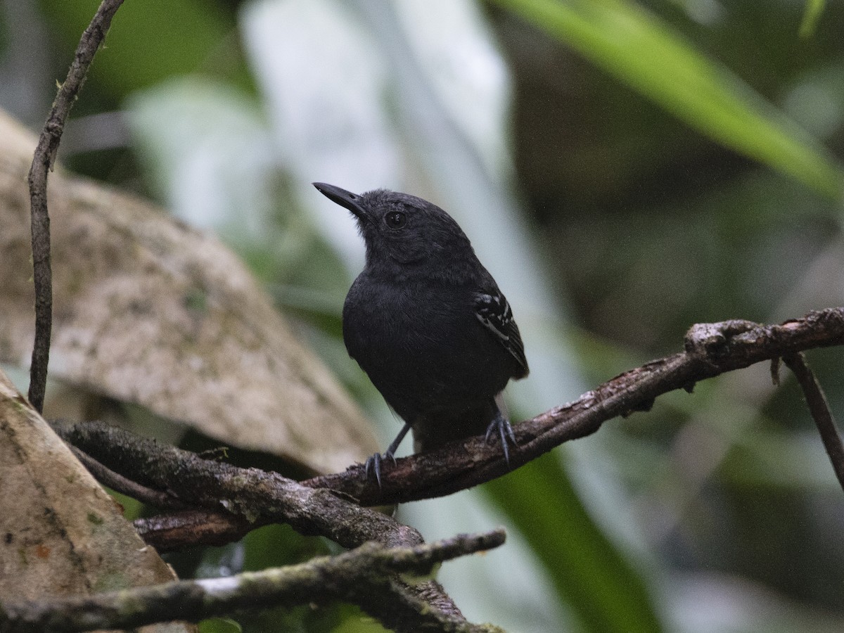 Willis's Antbird - ML530775031