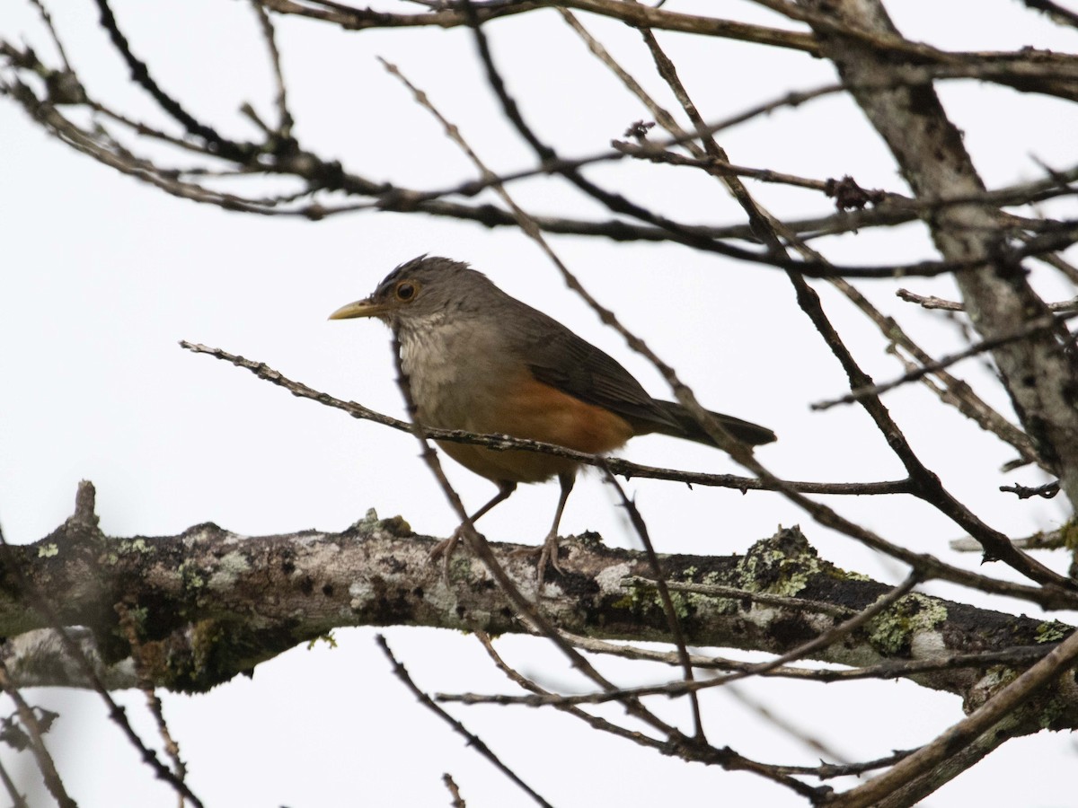 Rufous-bellied Thrush - ML530775261