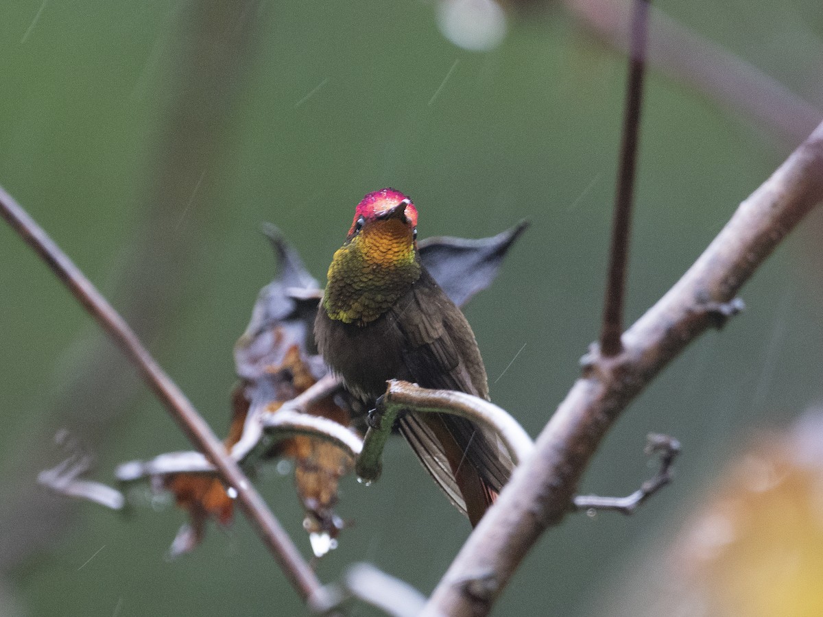 kolibřík červenohlavý - ML530775381